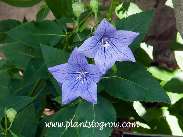 Garden Leader Blue